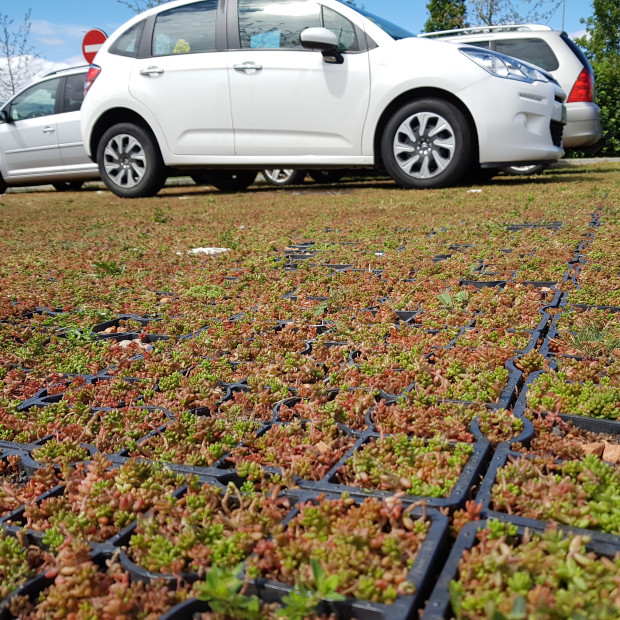 Semis mousses pour dalles E50