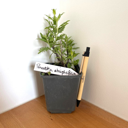 Godets vivaces en lot de 10 - destockage