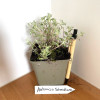 Godets vivaces en lot de 10 - destockage
