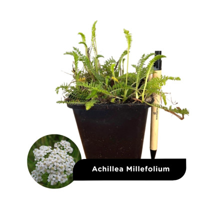 Godets vivaces arbustes en lot de 10 - destockage