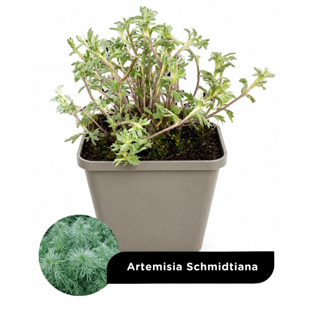 Godets vivaces arbustes en lot de 10 - destockage