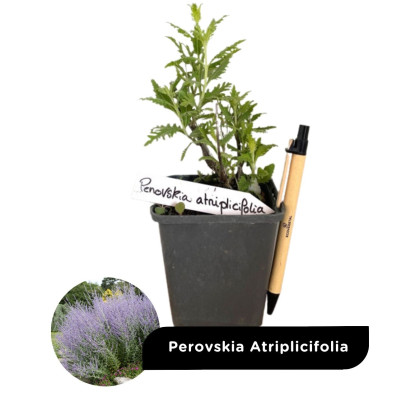 Godets vivaces arbustes en lot de 10 - destockage