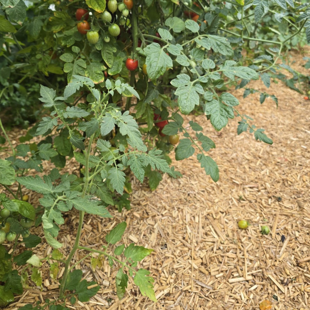 tomate paillé avec miscanthus