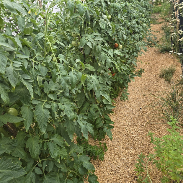paillage tomate miscanthus