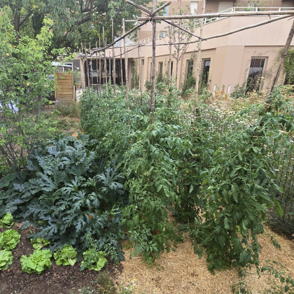 potager avec paillage miscanthus