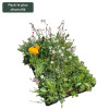 ECOSEDUM pack le plus diversifié