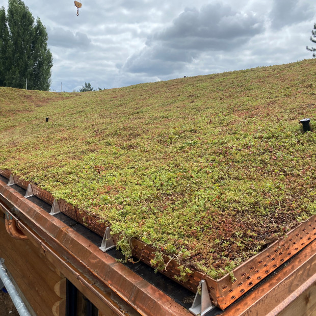 Toiture en pente d’une maison végétalisée