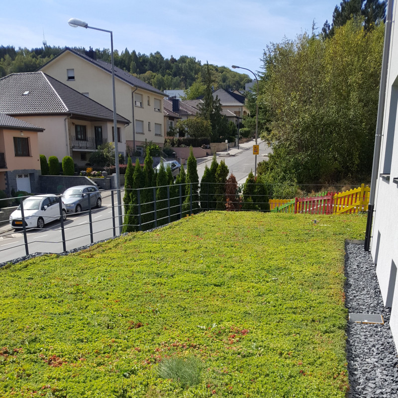 Terrasse jardin végétalisée