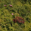 ECOSEDUM PACK BIODIVERSITE