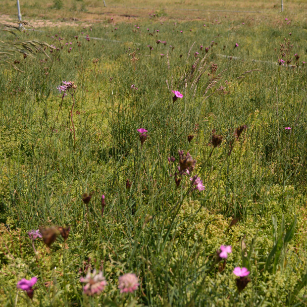 ECOSEDUM PACK BIODIVERSITE