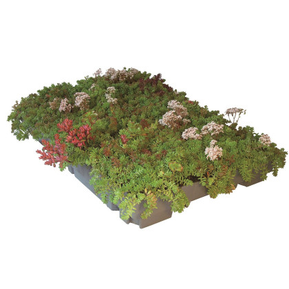 Bac sedum ECOSEDUM PACK pour toiture végétalisée