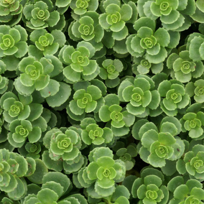Fragments de sedum pour végétalisation - sac 1kg