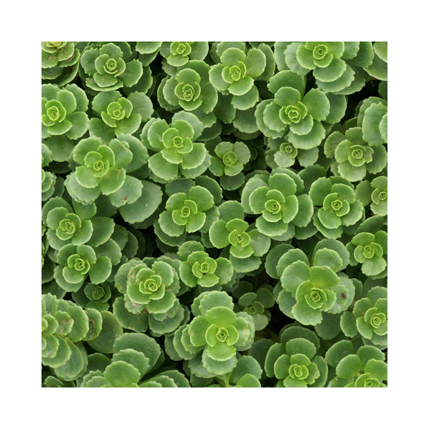 Fragments de sedum pour végétalisation - sac 1kg