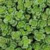 Fragments de sedum pour végétalisation - sac 1kg