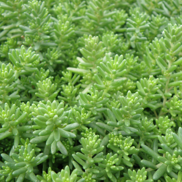 sedum album