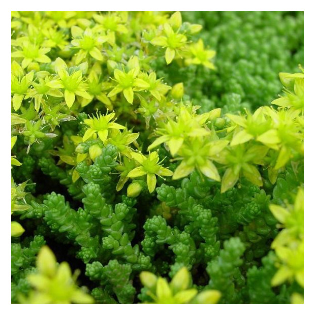 Fragments de sedum pour végétalisation - sac 1kg