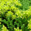 Fragments de sedum pour végétalisation - sac 1kg