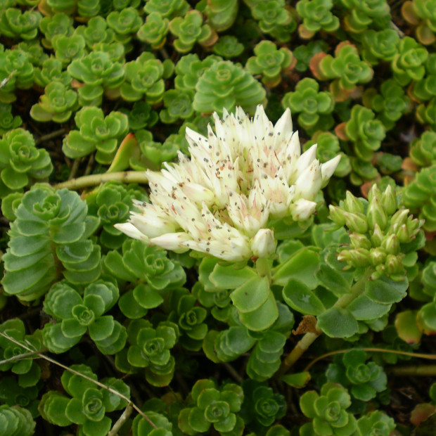 Fragments de sedum pour végétalisation - sac 1kg