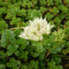 Fragments de sedum pour végétalisation - sac 1kg