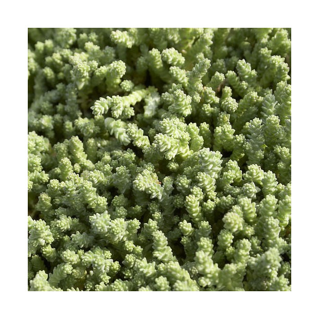 Fragments de sedum pour végétalisation - sac 1kg