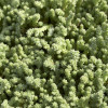 Fragments de sedum pour végétalisation - sac 1kg