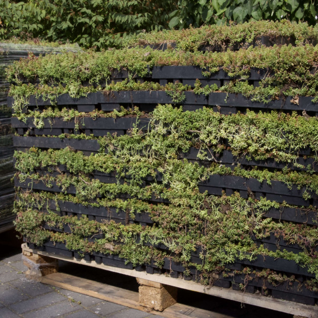 Bac sedum ECOSEDUM PACK pour toiture végétalisée
