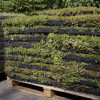 Bac sedum ECOSEDUM PACK pour toiture végétalisée