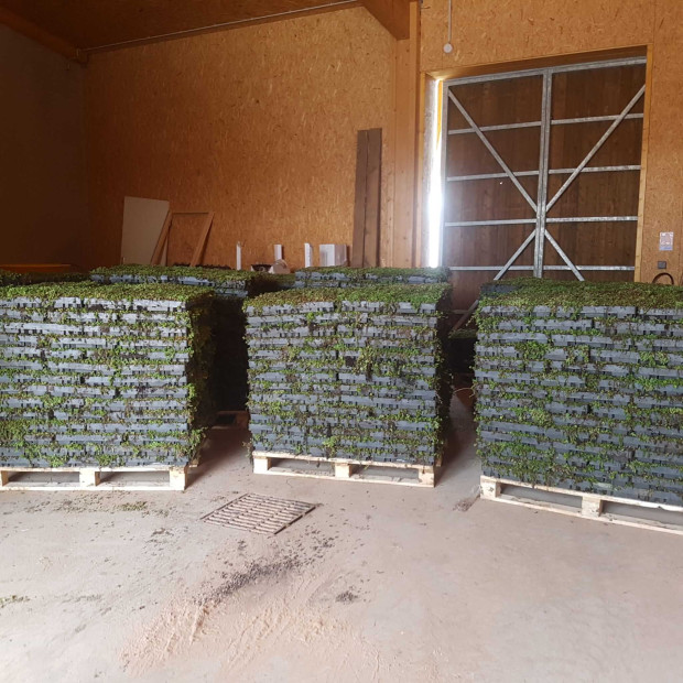 Bac sedum ECOSEDUM PACK pour toiture végétalisée