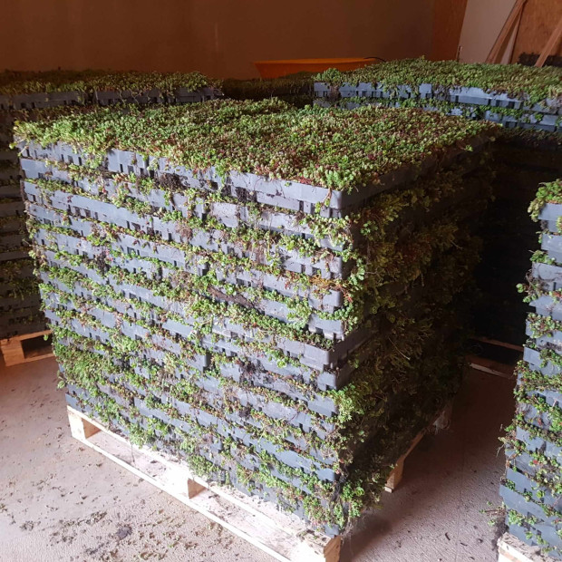 Bac sedum ECOSEDUM PACK pour toiture végétalisée