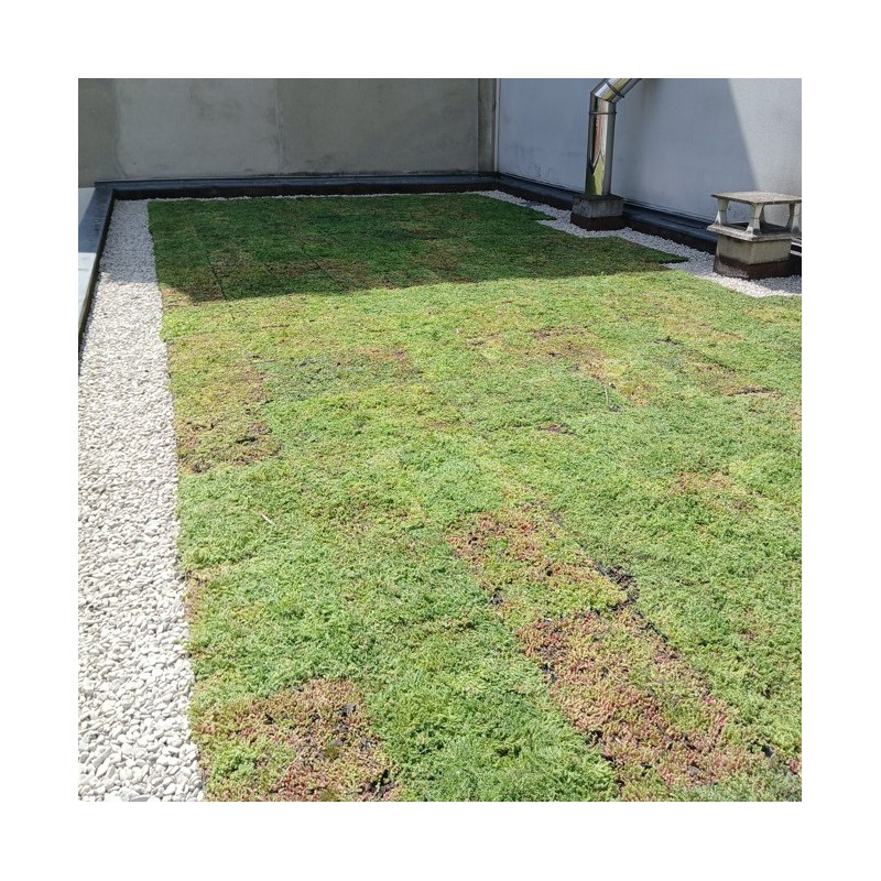 Végétalisation d'une toiture à Paris