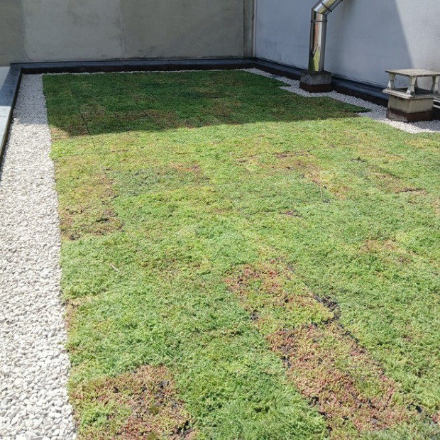 Végétalisation d'une toiture à Paris